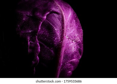 Purple cabbage with water drops lit on a black background