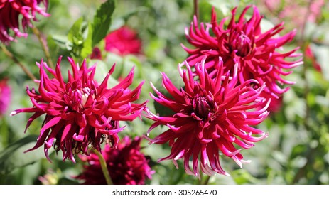 Purple Cactus Dahlias, Dahlia