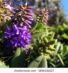 Purple California Wildflowers -- Bellflower Cluster