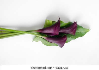 Purple Calla Lilies On A Light Background Bouquet