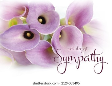 Purple calla lily flowers isolated on white vignetting background with sympathy wording. Sympathy greeting card. Banner