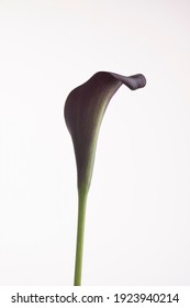 Purple Calla Lily Isolated Over White Background.