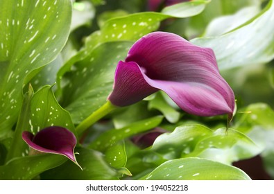 4,483 Purple Calla Lily Images, Stock Photos & Vectors | Shutterstock