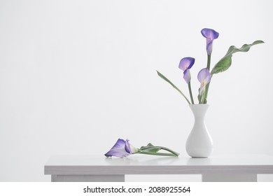  purple calla lily in vase  on white background