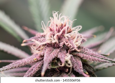 Purple Cannabis Flower Growing Using Deep Water Culture Hydroponics