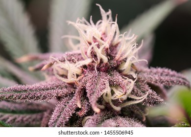 Purple Cannabis Flower Growing Using Deep Water Culture Hydroponics