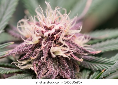 Purple Cannabis Flower Growing Using Deep Water Culture Hydroponics