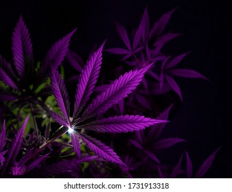 Purple Cannabis Leaf On Dark Background