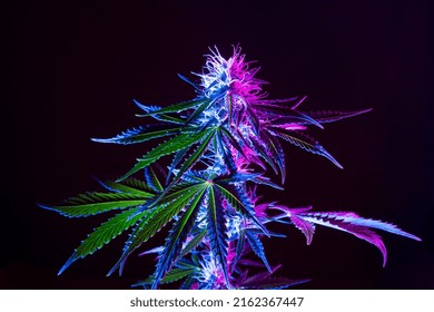 Purple Cannabis Plant Background. Medical Marijuana Flower In Neon Light On Black Background. Modern Look Of Agricultural Marijuana Hemp.