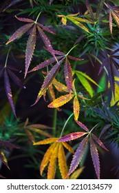 Purple Cannabis Sativa Plant On Dark Background