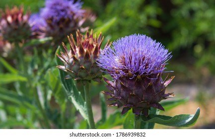 A Purple Cardoon In Bloom In A Plot Of Cardoons