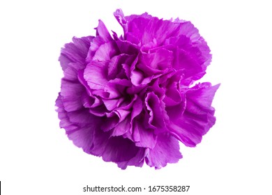 56,441 Carnation isolated Images, Stock Photos & Vectors | Shutterstock