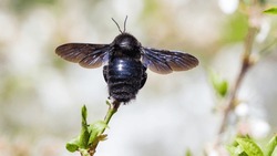 Purple Carpenter Bee Sits On A Branch With Flowers
