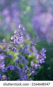 Purple Catnip Flower On A Blurry Pastel Background Of Spring Flowers