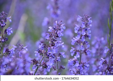 Purple Catnip Plants In A Garden All In Bloom.