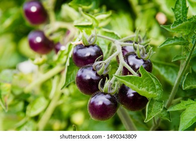 Purple cherry tomatoes on the vine in the late summer; fresh and juicy small purple tomatoes - Shutterstock ID 1490343809