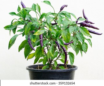 Purple Chili Pepper Plant In Pot Isolated On White Background