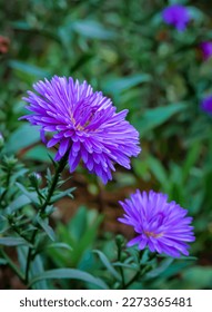 Purple Chinese Aster flowers
