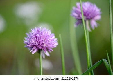 Purple Chives Flowers In Early Autumn