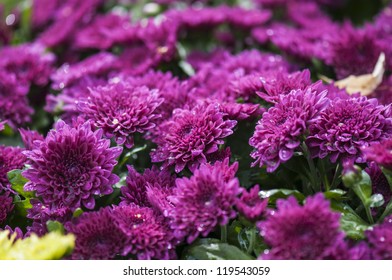 Purple Chrysanthemum Flower