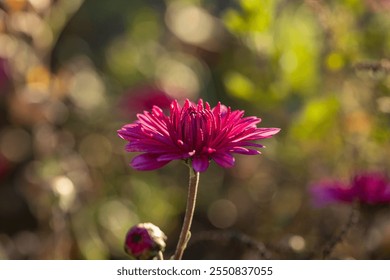 Purple chrysanthemum flower blooming in the garden, illuminated by warm autumn sunlight, creating a vibrant and colorful scene - Powered by Shutterstock