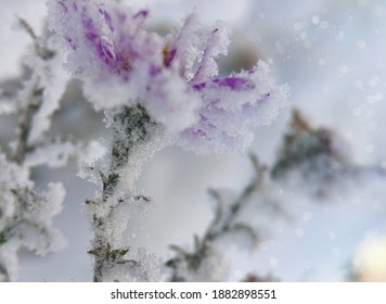 雪解け 花 の写真素材 画像 写真 Shutterstock