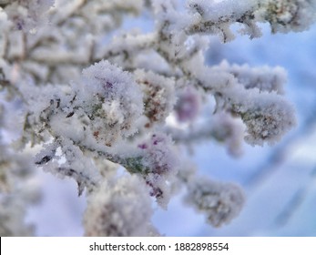 雪解け 花 の写真素材 画像 写真 Shutterstock