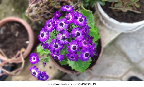 Purple Cineraria Flower In The Garden