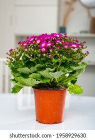 Purple Cineraria Flowers In Plastic Pot At A White Office