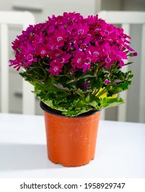 Purple Cineraria Flowers In Plastic Pot At A White Office