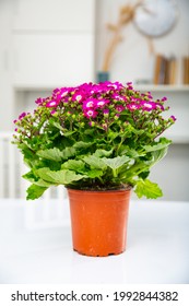 Purple Cineraria Flowers In Plastic Pot At A White Office