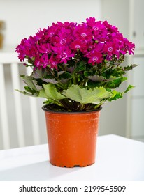 Purple Cineraria Flowers In Plastic Pot At A White Office