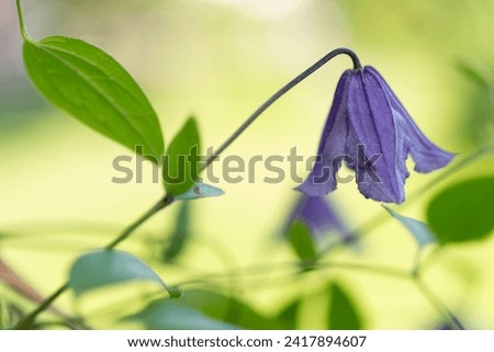purple clematis blossom with a distinct pendent form on a bright bokeh background