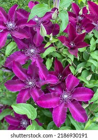 Purple Clematis Climbing On Fence