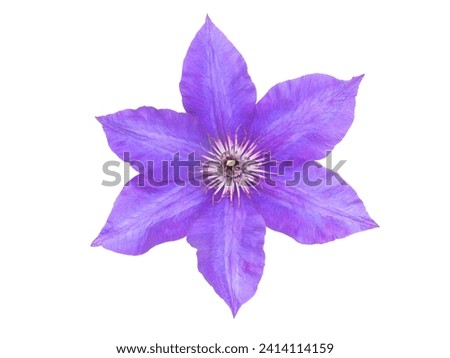 Purple clematis flower closeup isolated on white. Clematis jackmanii star shaped bloom with lavender coloured petals.
