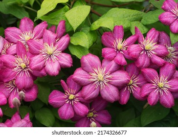 Purple Clematis Flower In The Garden