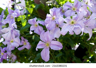 Purple Clematis Flowers Are In Bloom.
The Name Of This Clematis Is Prince Charles.
Scientific Name Is Clematis.