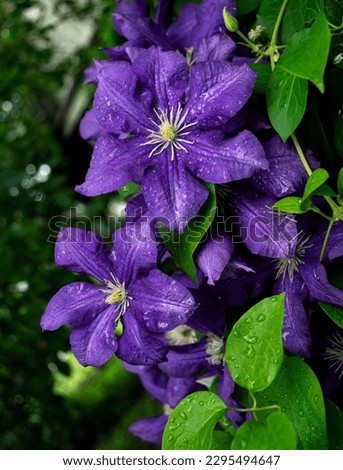Purple clematis flowers and green leaves with rain water drops