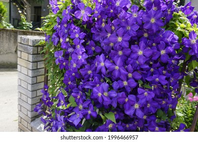 Purple Clematis Flowers On A Fence