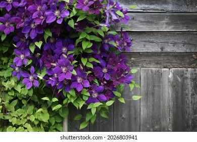 purple clematis flowers and wood plank texture