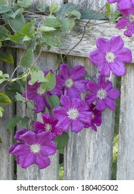 Purple Clematis Growing On Weathered Fence