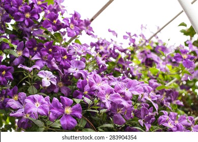 Purple Clematis On The Arch In The Garden