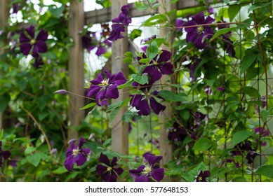 Purple Clematis On A Trellis