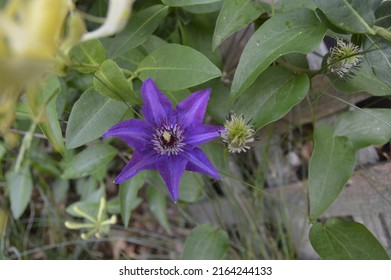 Purple Clematis Vine Large Flower 