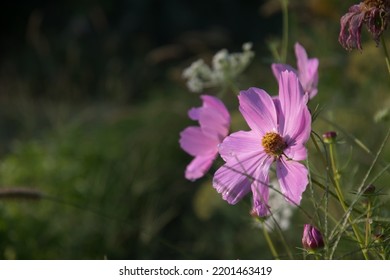 Purple Cleome With Negative Space For Headlines