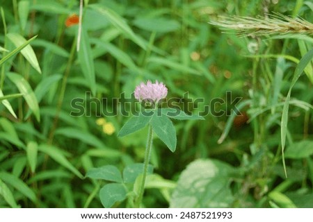 Similar – Image, Stock Photo The lone clover blossom in front of gloomy storm clouds