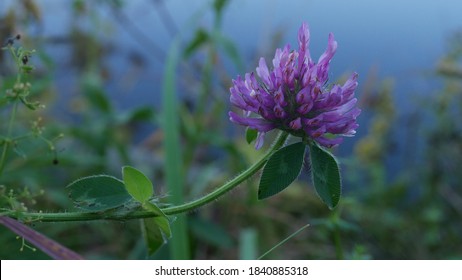purple clover flower near a river
