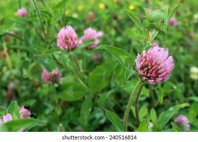 4,482 Trifolium pratense clover Images, Stock Photos & Vectors ...