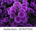 purple color flowers for background .
