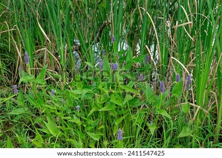 A purple color pickerel aquatic plant in full bloom with foliage in front of the cattails along the shore at the lake closeup view in summertime